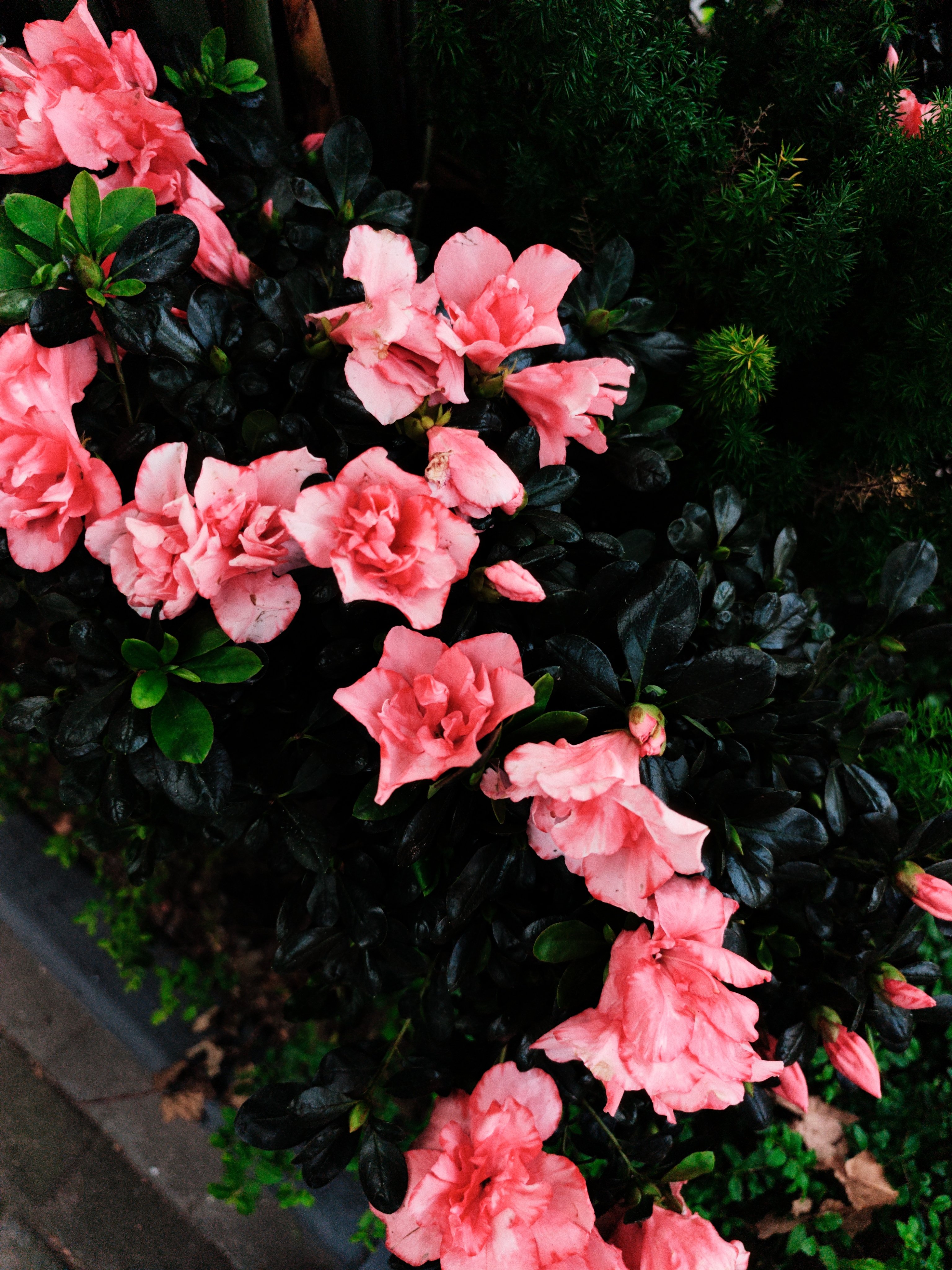 Pink azalea blossoms against glossy dark leaves