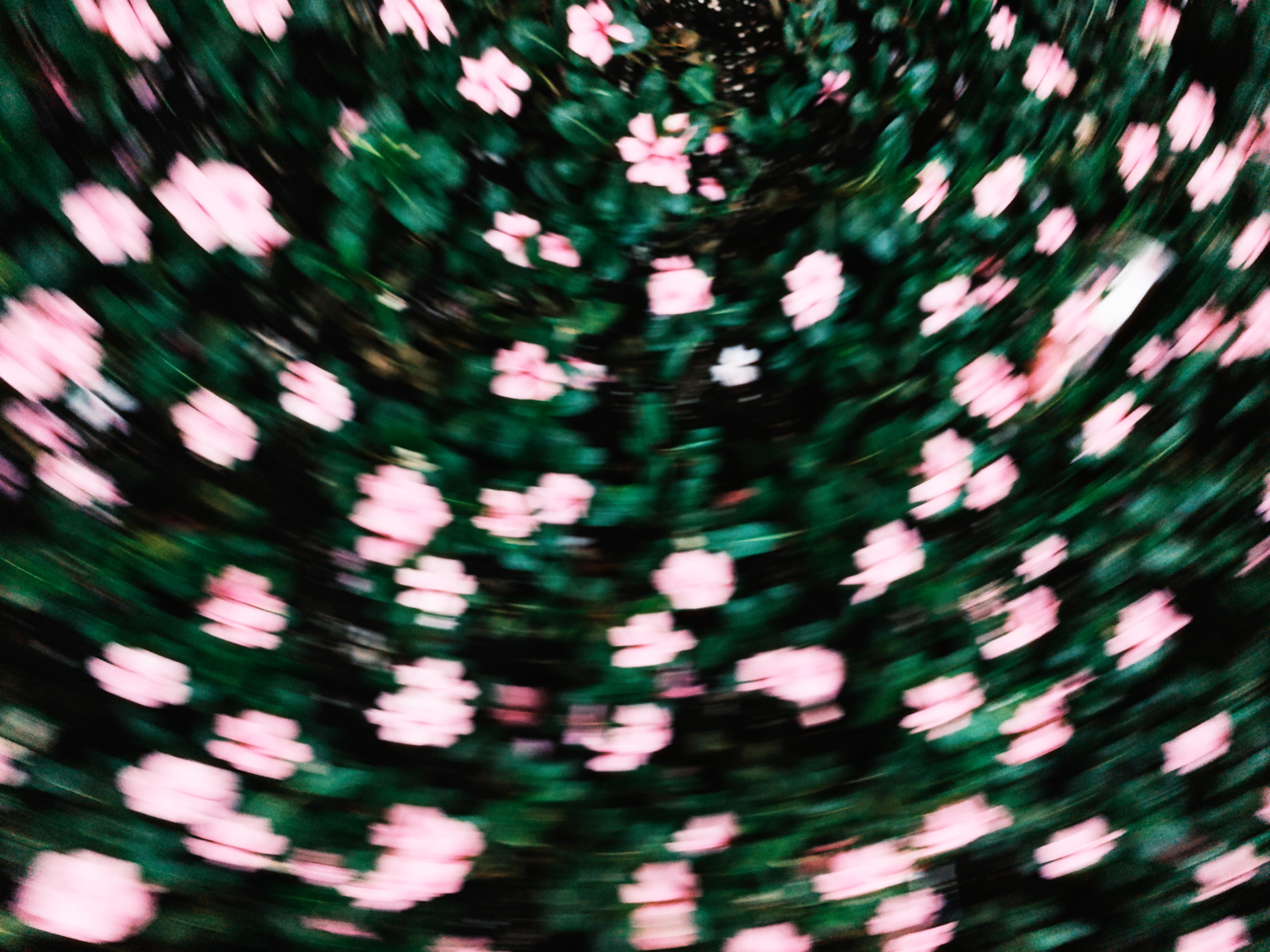 Swirling motion-blur of pink blossoms over green foliage