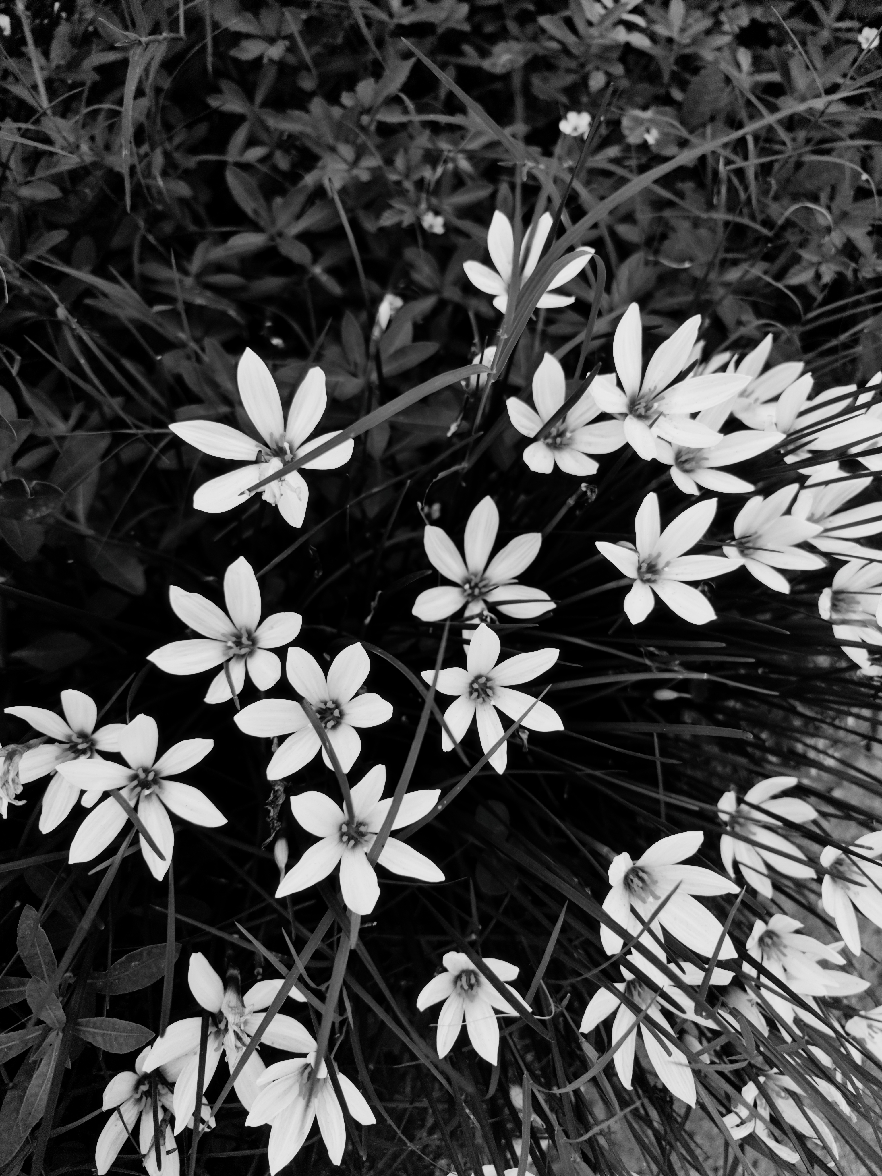 High-contrast black and white star-shaped white flowers against dark leaves