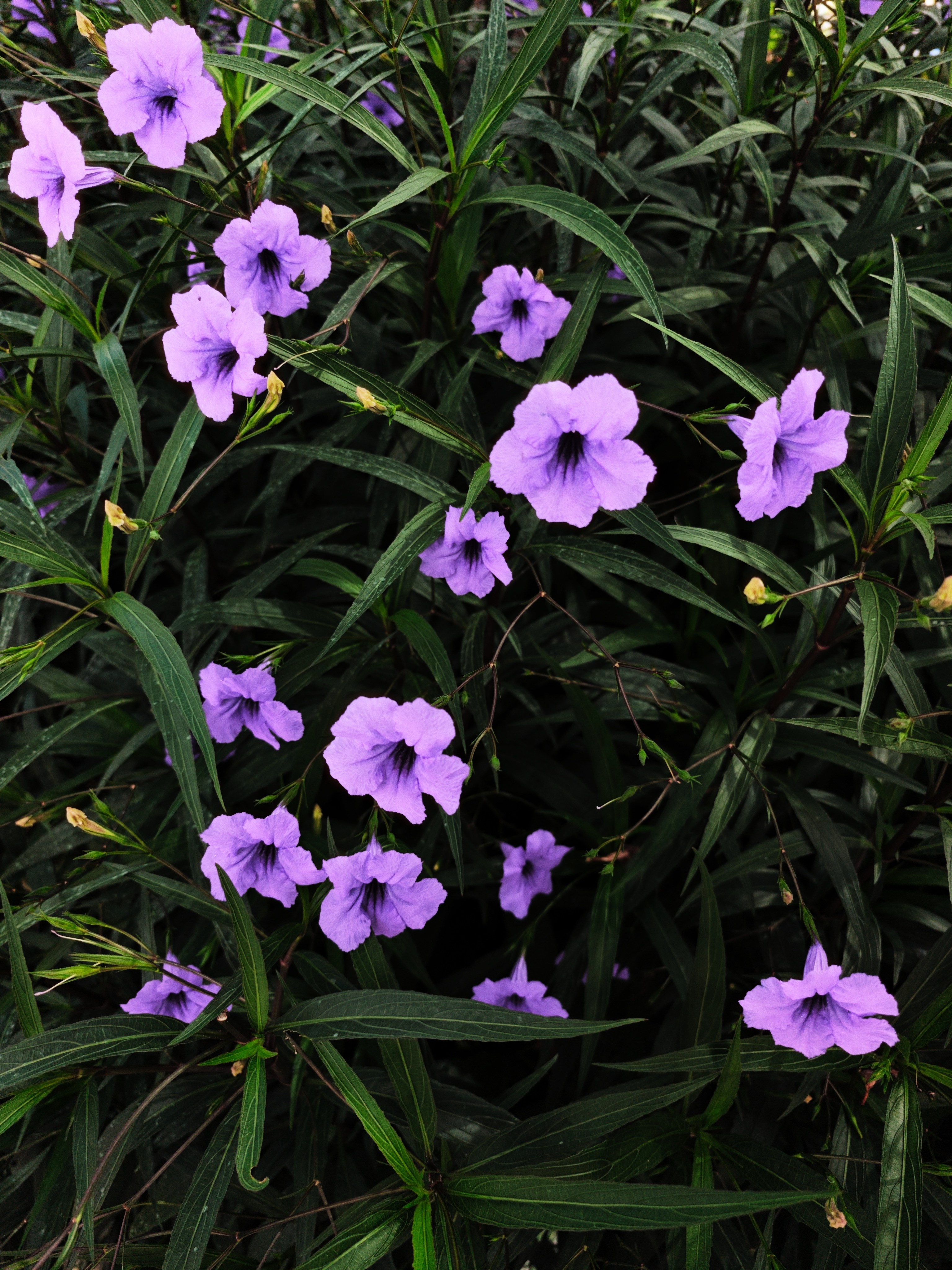 Violet ruellia flowers among dark foliage