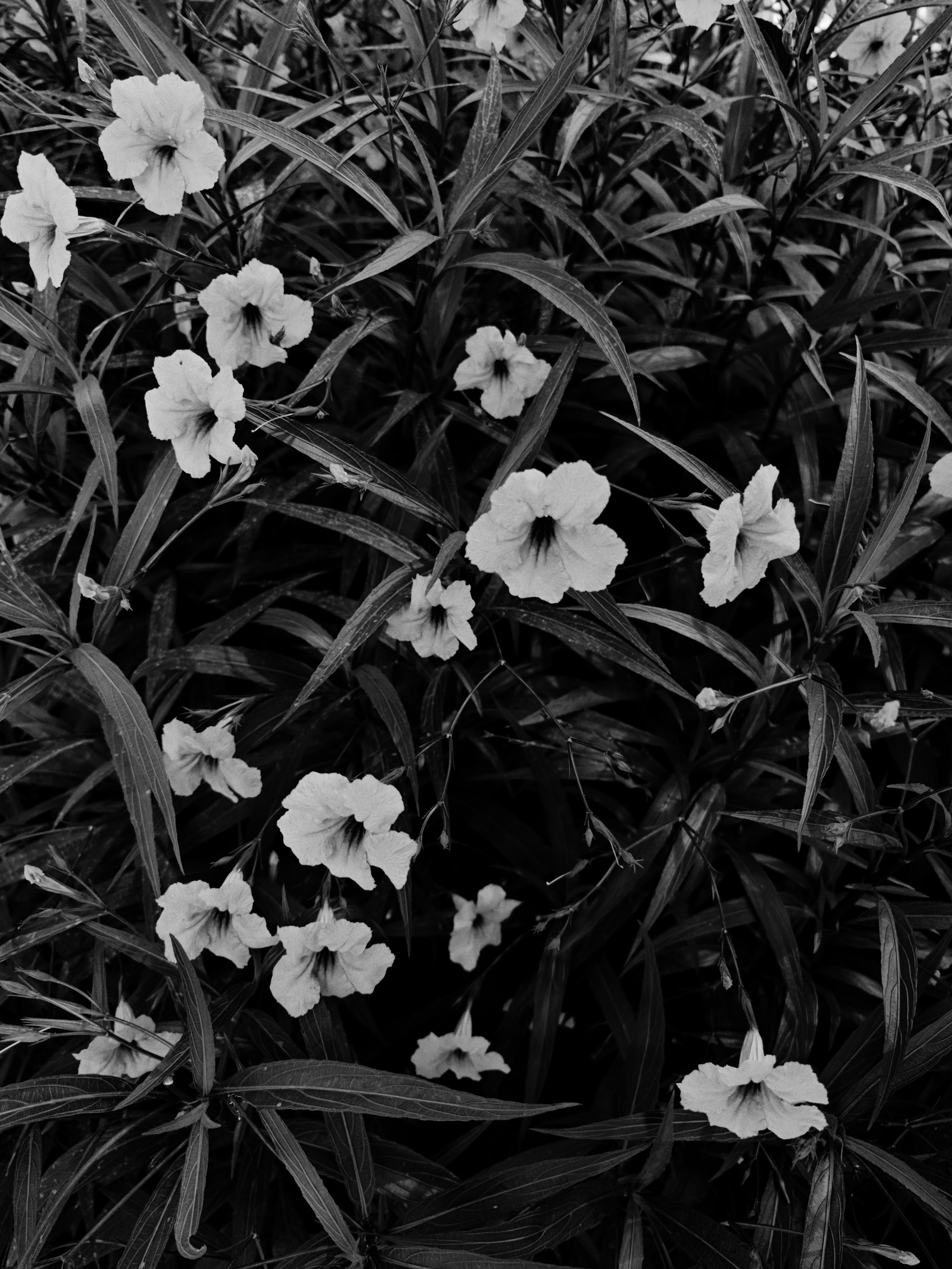 Desaturated black and white white ruellia flowers