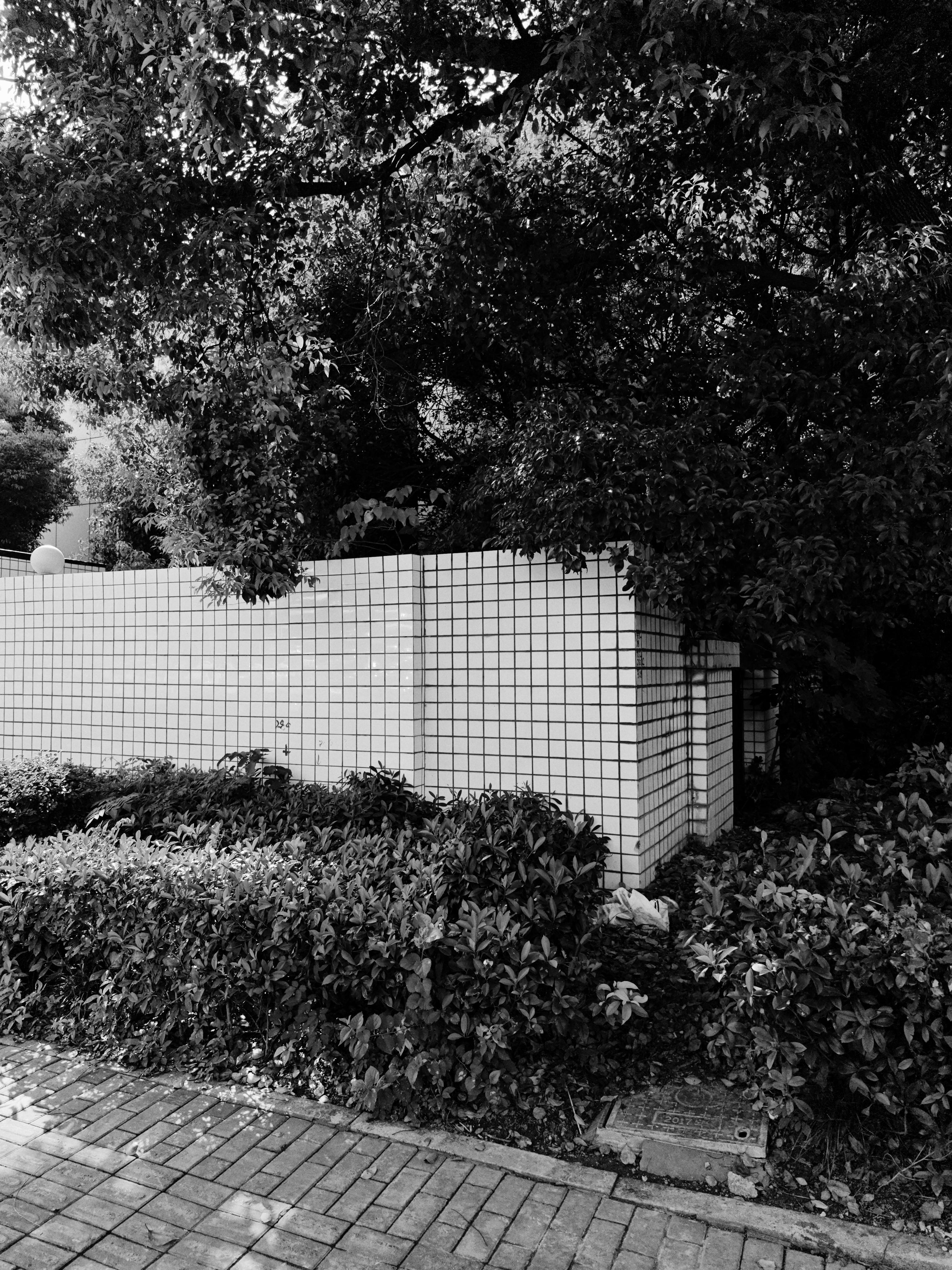 Black and white tiled wall wrapped in dense trees and hedges